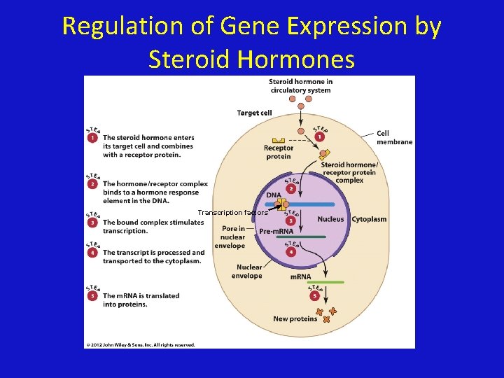 Regulation of Gene Expression by Steroid Hormones Transcription factors 