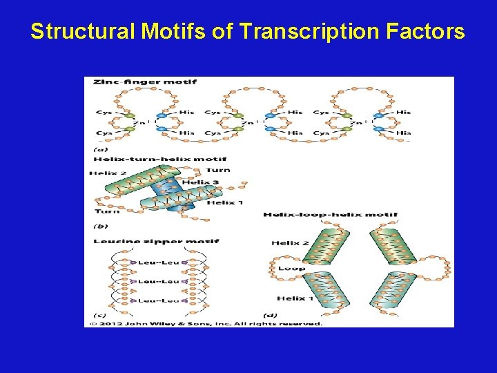 Structural Motifs of Transcription Factors 