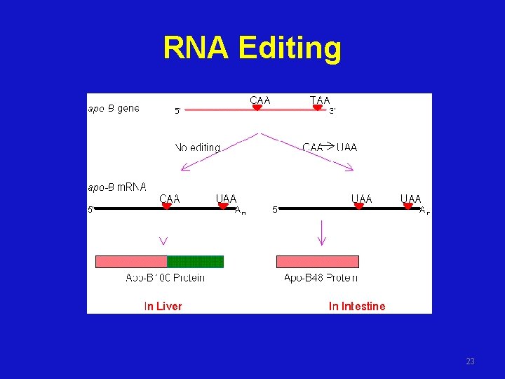 RNA Editing 23 