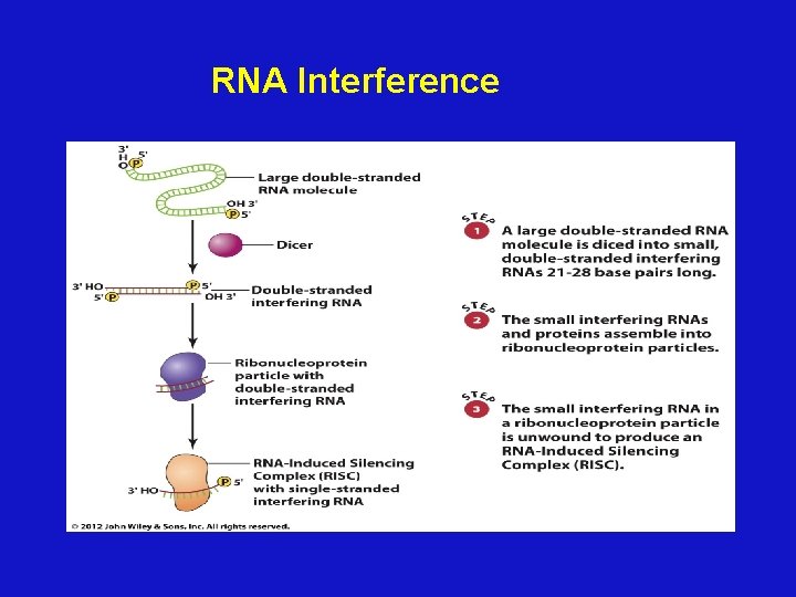 RNA Interference 