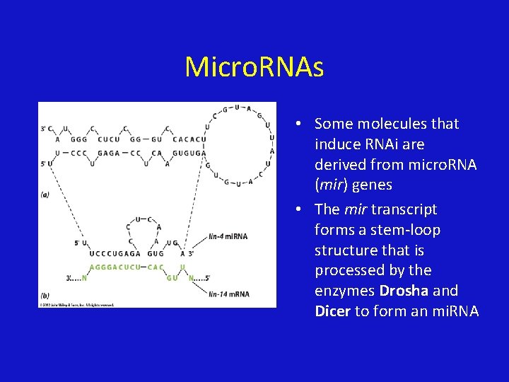 Micro. RNAs • Some molecules that induce RNAi are derived from micro. RNA (mir)