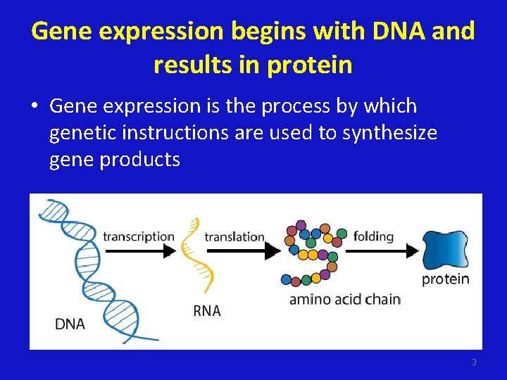 Gene expression begins with DNA and results in protein • Gene expression is the