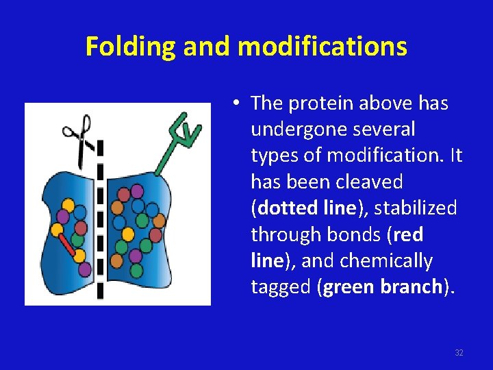 Folding and modifications • The protein above has undergone several types of modification. It