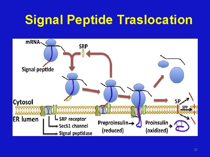 Signal Peptide Traslocation 33 