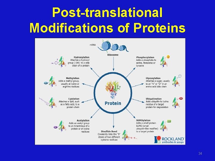 Post-translational Modifications of Proteins 34 