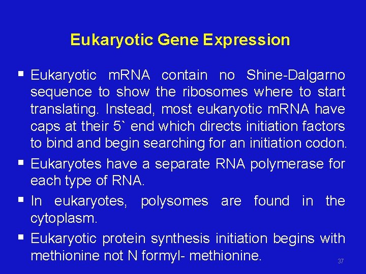 Eukaryotic Gene Expression § Eukaryotic m. RNA contain no Shine-Dalgarno § § § sequence