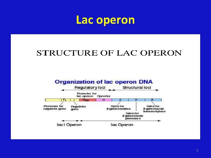 Lac operon 5 