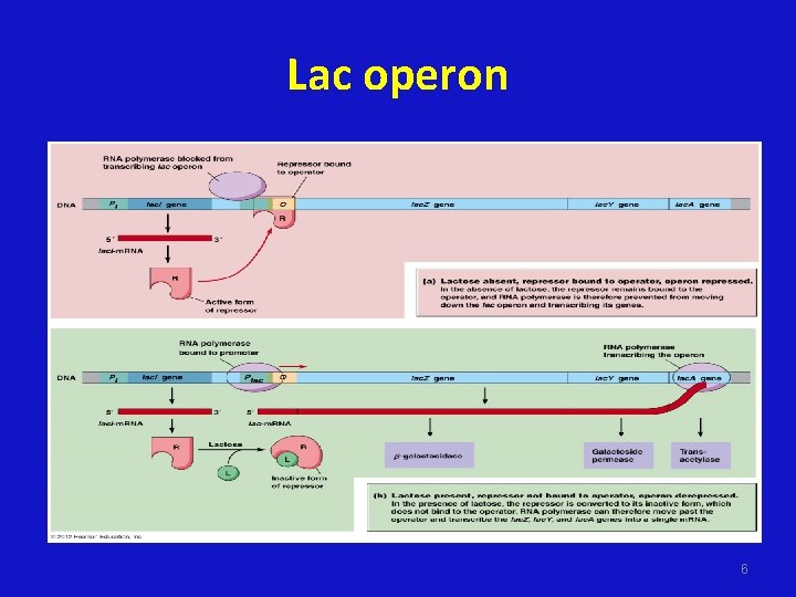 Lac operon 6 