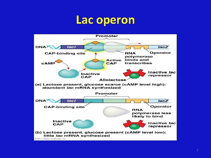 Lac operon 7 