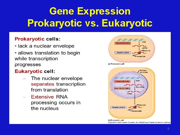 Gene Expression Prokaryotic vs. Eukaryotic 8 