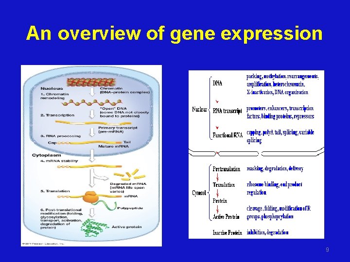 An overview of gene expression 9 