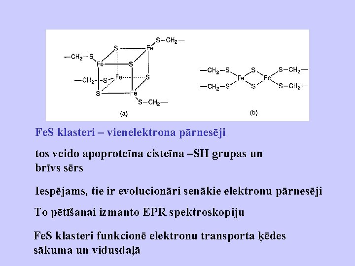 Fe. S klasteri – vienelektrona pārnesēji tos veido apoproteīna cisteīna –SH grupas un brīvs