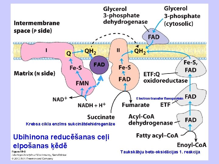 FAD Electron transfer flavoprotein Krebsa cikla enzīms sukcinātdehidrogenāze Ubihinona reducēšanas ceļi elpošanas ķēdē Taukskābju