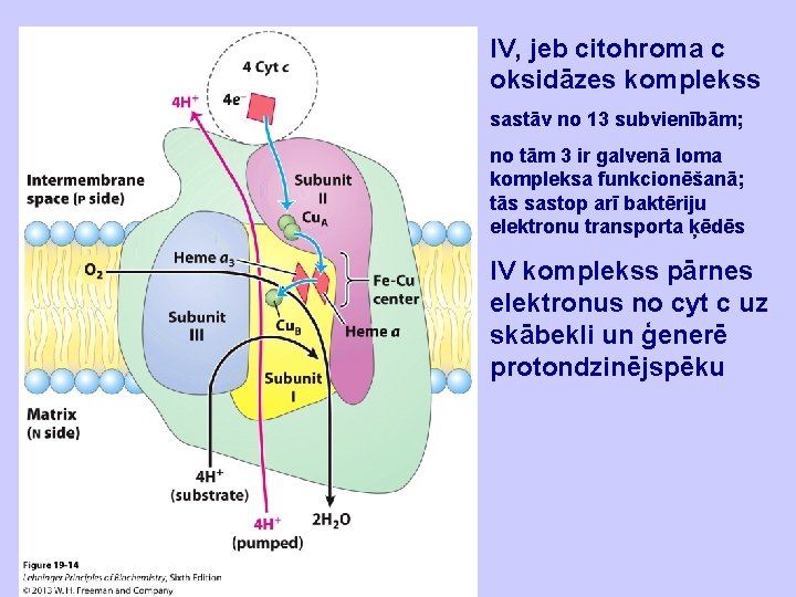 IV, jeb citohroma c oksidāzes komplekss sastāv no 13 subvienībām; no tām 3 ir