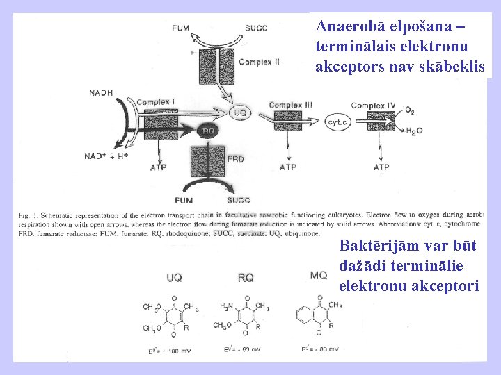 Anaerobā elpošana – terminālais elektronu akceptors nav skābeklis Baktērijām var būt dažādi terminālie elektronu