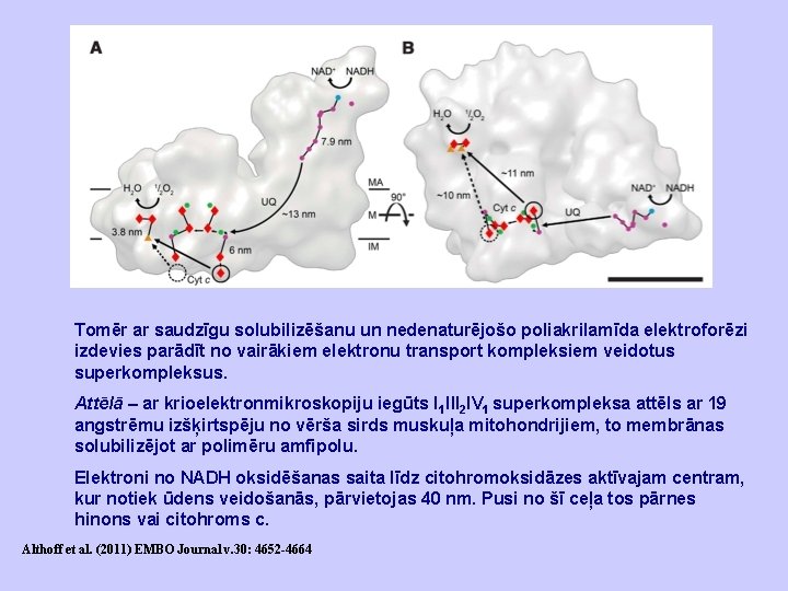 Tomēr ar saudzīgu solubilizēšanu un nedenaturējošo poliakrilamīda elektroforēzi izdevies parādīt no vairākiem elektronu transport