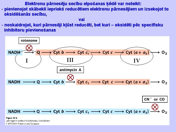 Elektronu pārnesēju secību elpošanas ķēdē var noteikt: - pievienojot skābekli iepriekš reducētiem elektronu pārnesējiem