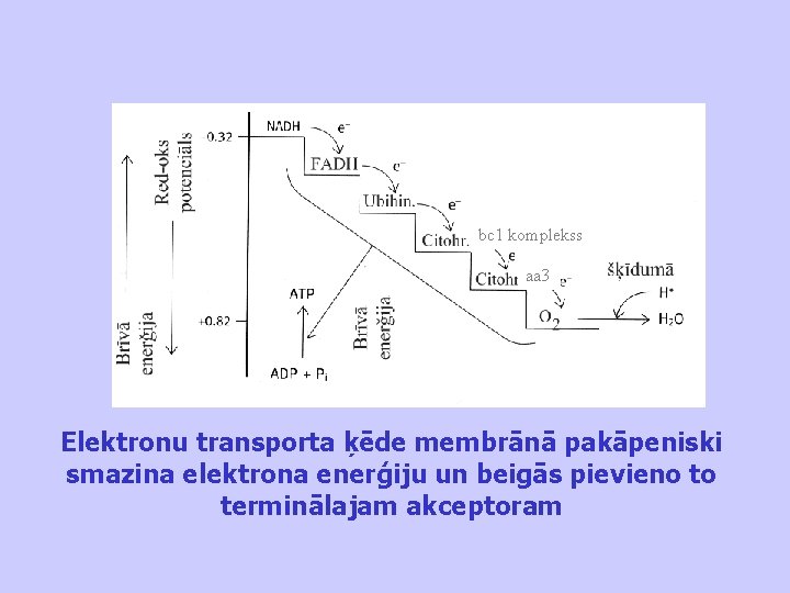 bc 1 komplekss aa 3 Elektronu transporta ķēde membrānā pakāpeniski smazina elektrona enerģiju un