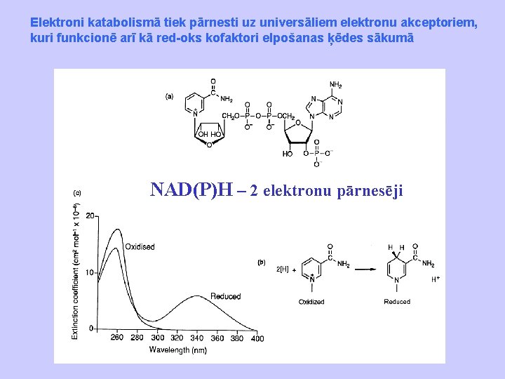 Elektroni katabolismā tiek pārnesti uz universāliem elektronu akceptoriem, kuri funkcionē arī kā red-oks kofaktori