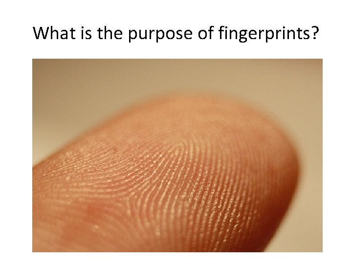 What is the purpose of fingerprints? 