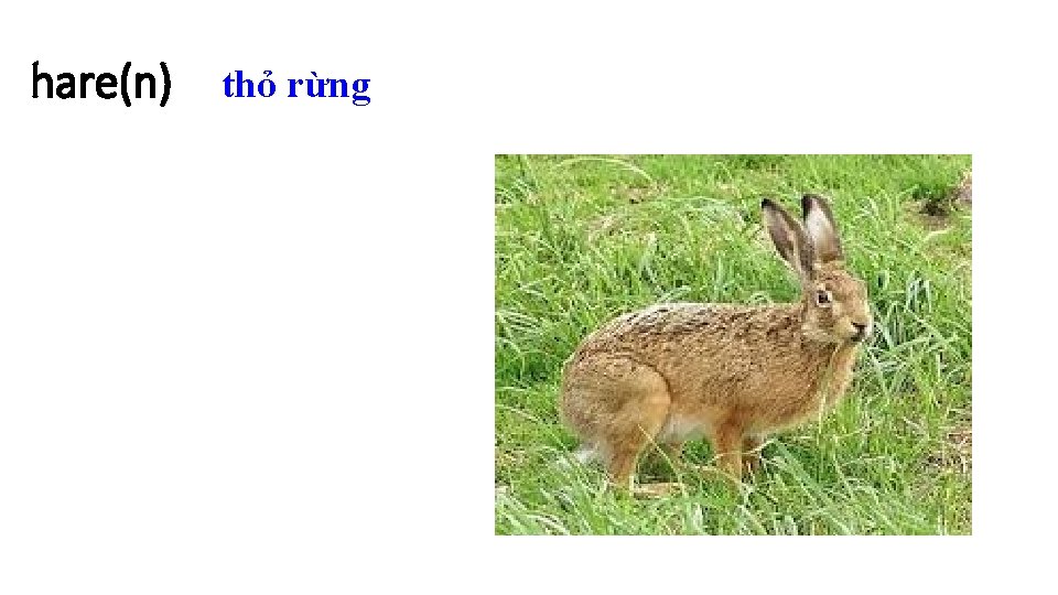 hare(n) thỏ rừng 