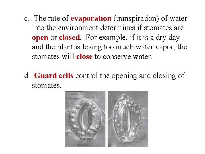 c. The rate of evaporation (transpiration) of water into the environment determines if stomates