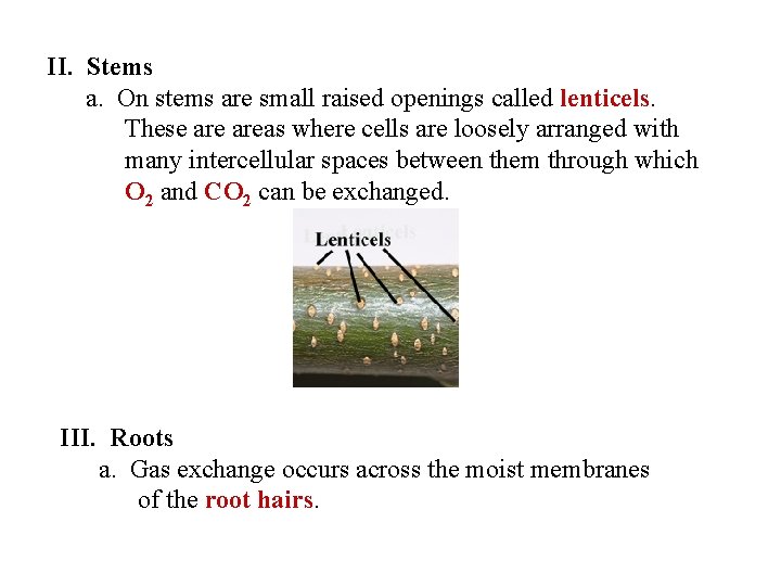 II. Stems a. On stems are small raised openings called lenticels. These areas where