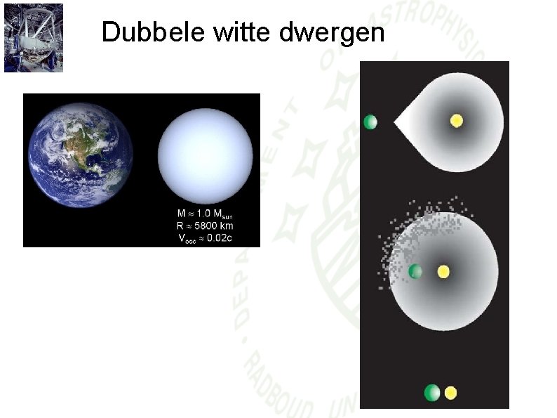 Dubbele witte dwergen 