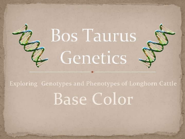 Bos Taurus Genetics Exploring Genotypes and Phenotypes of Longhorn Cattle Base Color 