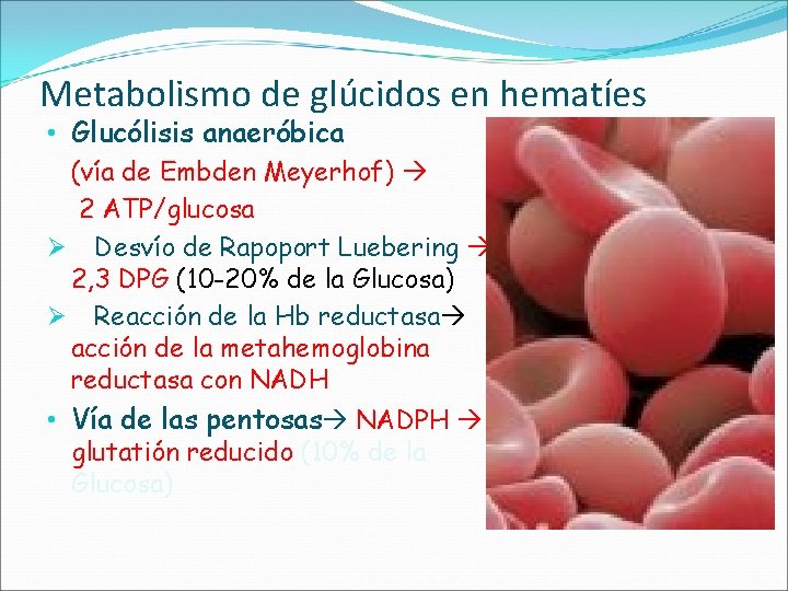 Metabolismo de glúcidos en hematíes • Glucólisis anaeróbica (vía de Embden Meyerhof) 2 ATP/glucosa