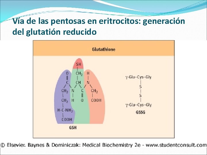 Vía de las pentosas en eritrocitos: generación del glutatión reducido 