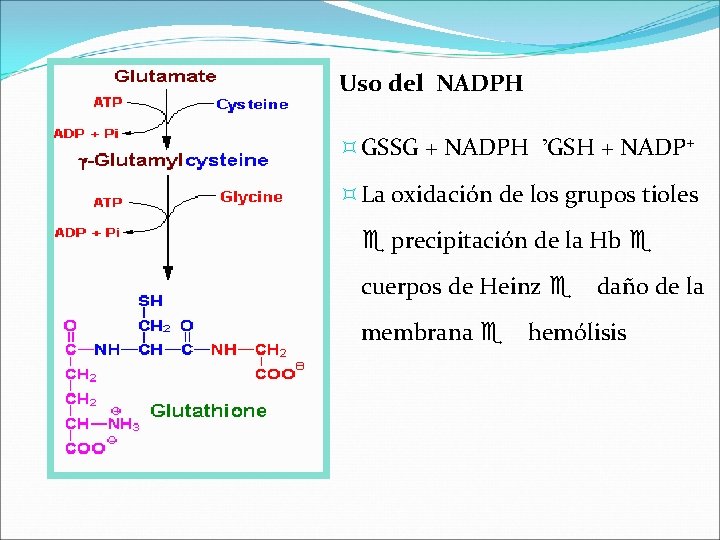 Uso del NADPH ³ GSSG + NADPH ’GSH + NADP+ ³ La oxidación de