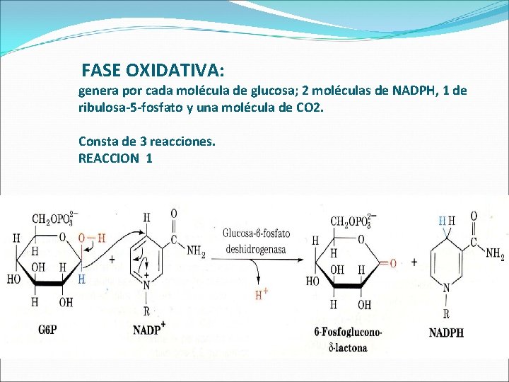 FASE OXIDATIVA: genera por cada molécula de glucosa; 2 moléculas de NADPH, 1 de