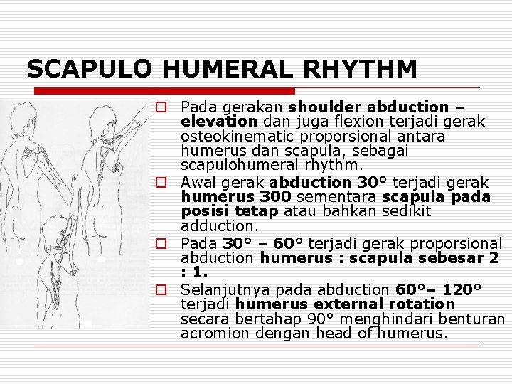 SCAPULO HUMERAL RHYTHM o Pada gerakan shoulder abduction – elevation dan juga flexion terjadi