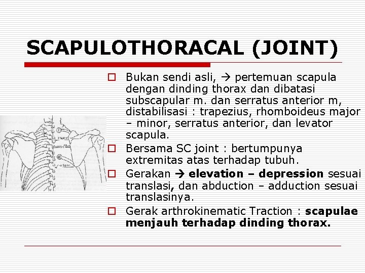 SCAPULOTHORACAL (JOINT) o Bukan sendi asli, pertemuan scapula dengan dinding thorax dan dibatasi subscapular