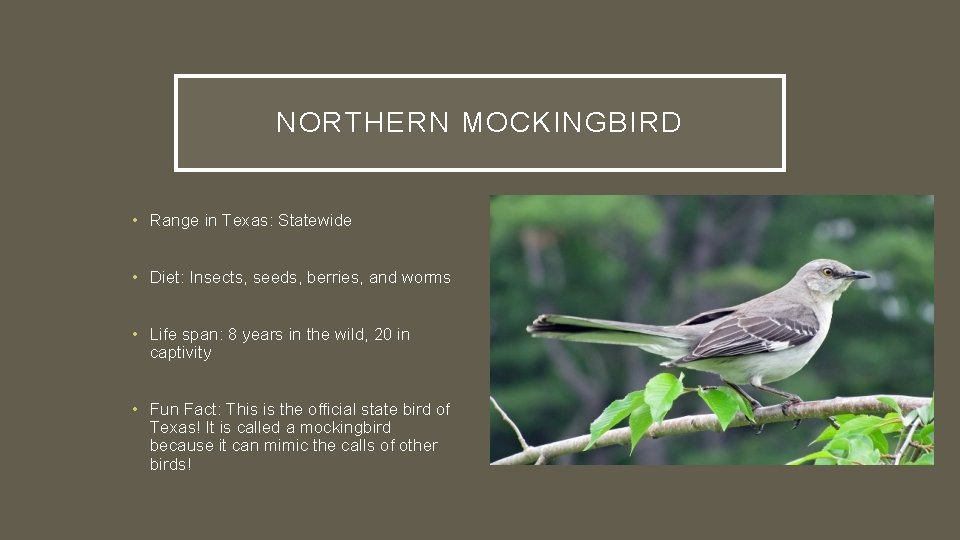 TEXAS BIRDS NORTHERN MOCKINGBIRD Range in Texas Statewide