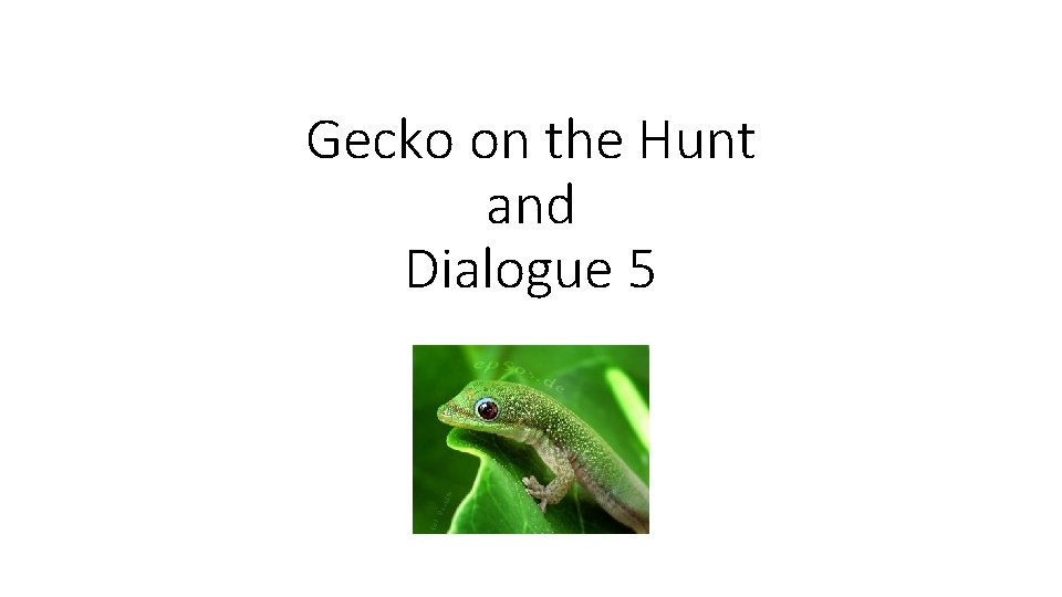 Gecko on the Hunt and Dialogue 5 