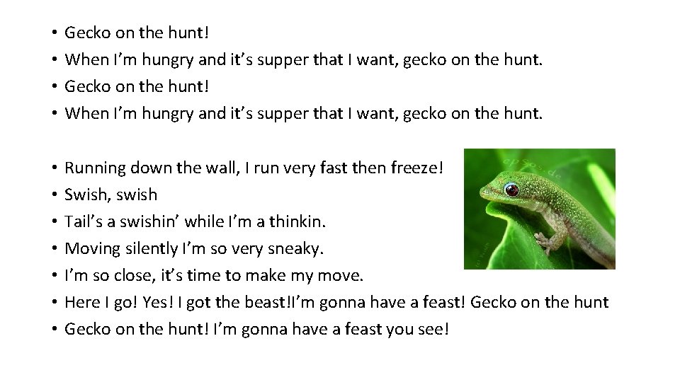  • • Gecko on the hunt! When I’m hungry and it’s supper that