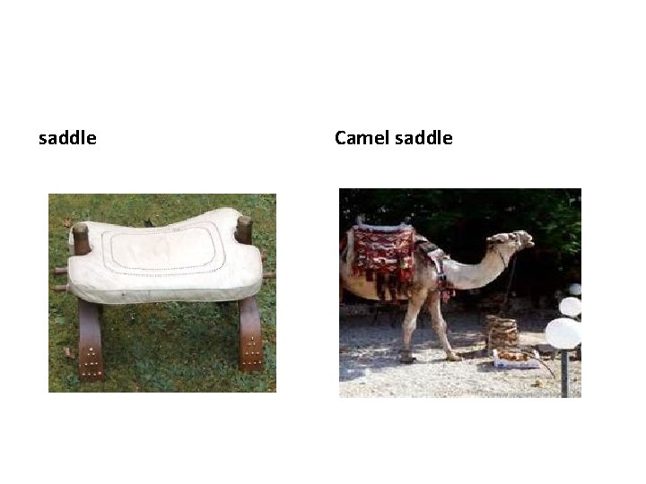 saddle Camel saddle 