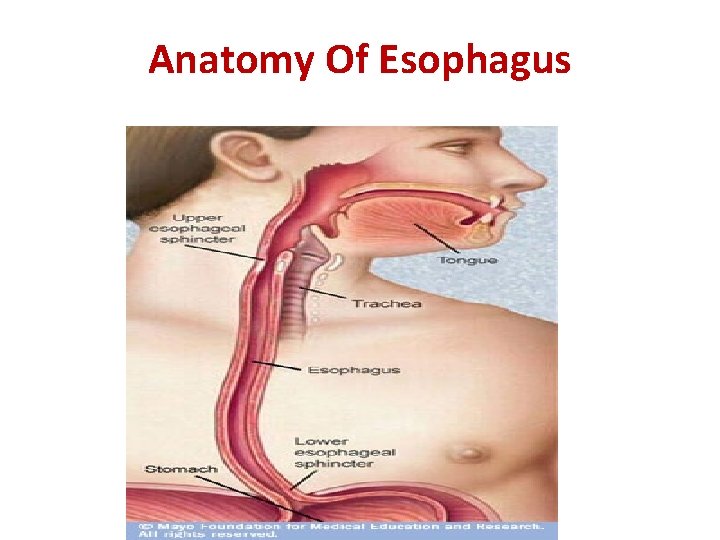 Anatomy Of Esophagus 