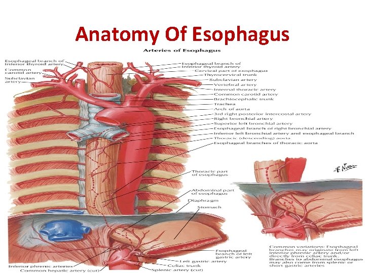 Anatomy Of Esophagus 