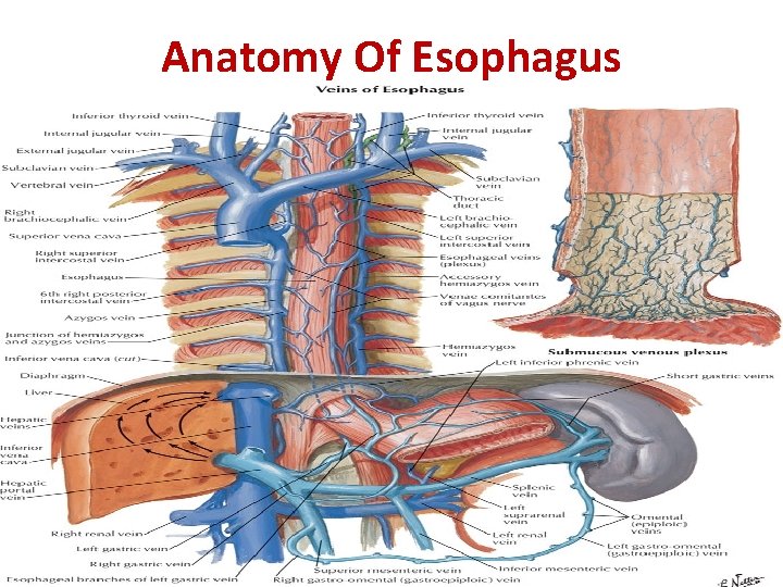 Anatomy Of Esophagus 