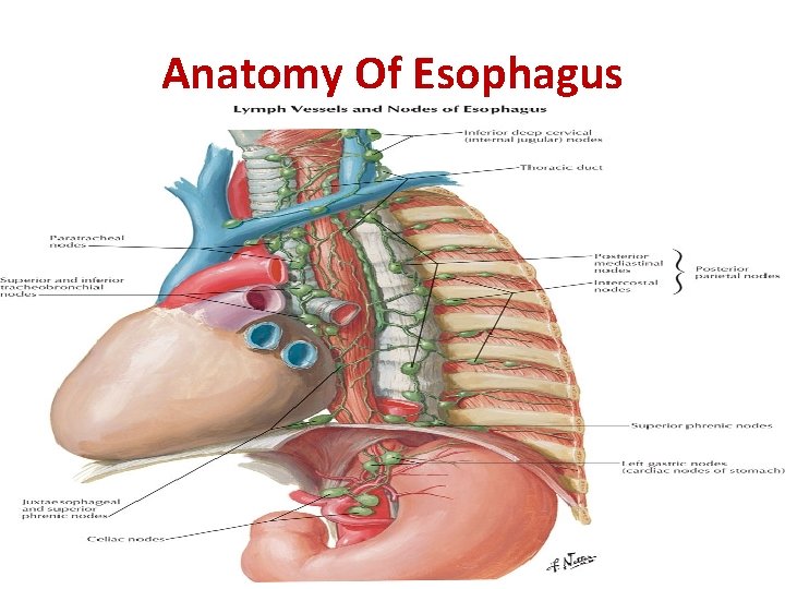 Anatomy Of Esophagus 