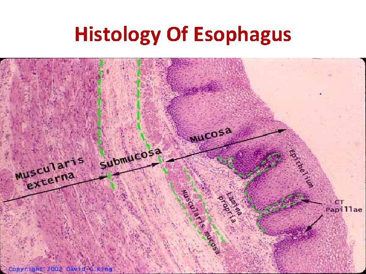 Histology Of Esophagus 