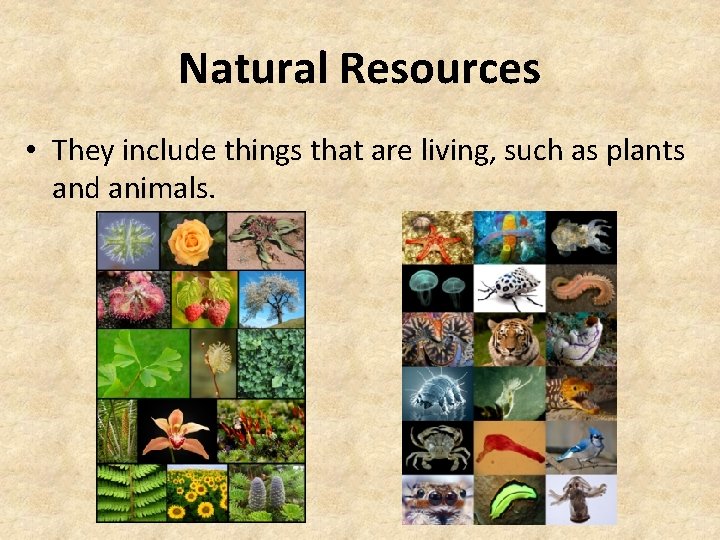 Natural Resources • They include things that are living, such as plants and animals.