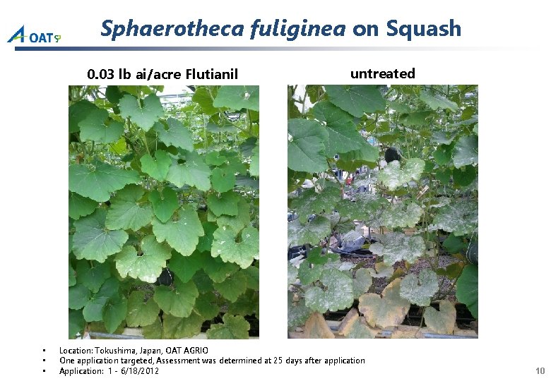 Sphaerotheca fuliginea on Squash 0. 03 lb ai/acre Flutianil • • • untreated Location: