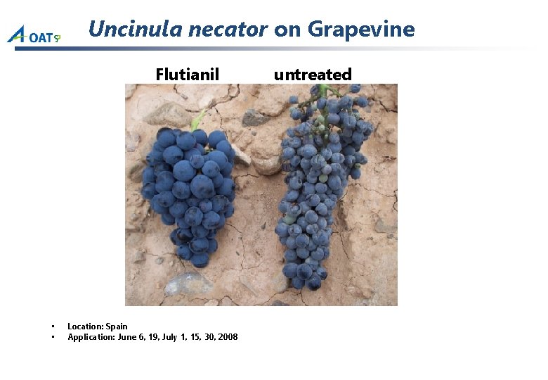 Uncinula necator on Grapevine Flutianil • • Location: Spain Application: June 6, 19, July