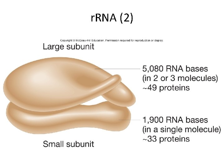 r. RNA (2) 