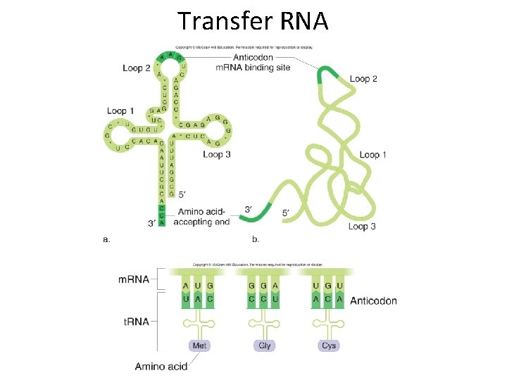 Transfer RNA 