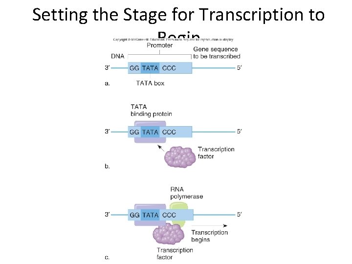 Setting the Stage for Transcription to Begin 